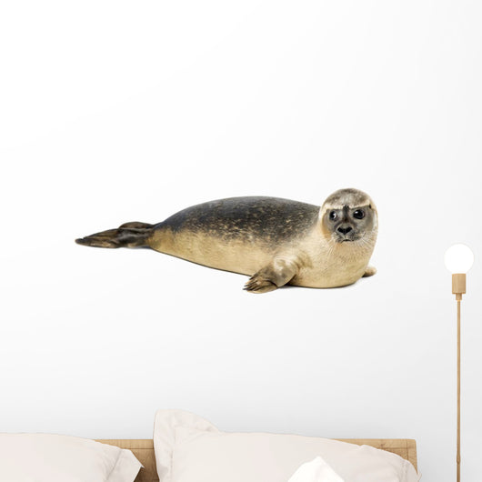 Common seal lying, Phoca vitulina, 8 months old, isolated 