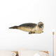 Common seal lying, Phoca vitulina, 8 months old, isolated 