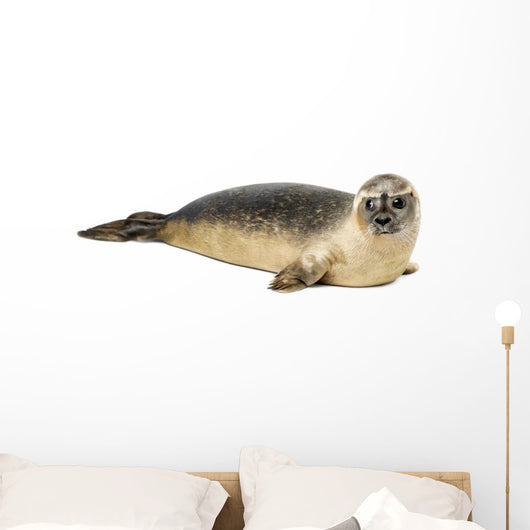 Common seal lying, Phoca vitulina, 8 months old, isolated 
