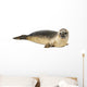 Common seal lying, Phoca vitulina, 8 months old, isolated 
