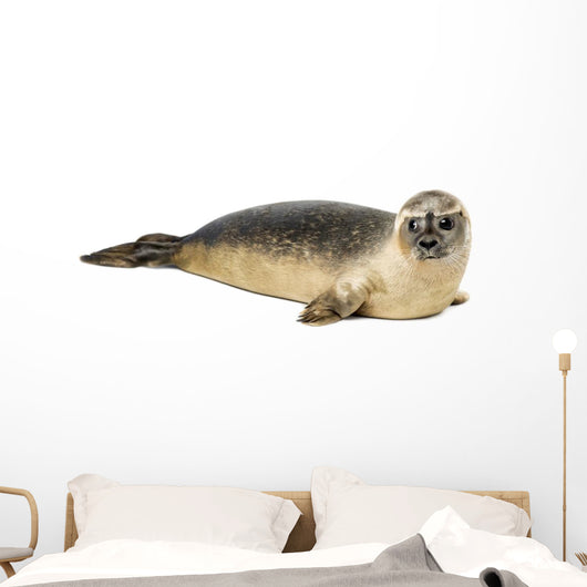 Common seal lying, Phoca vitulina, 8 months old, isolated 