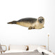 Common seal lying, Phoca vitulina, 8 months old, isolated 