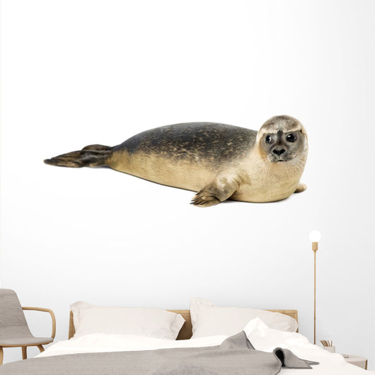 Common seal lying, Phoca vitulina, 8 months old, isolated 