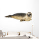 Common seal lying, Phoca vitulina, 8 months old, isolated 