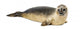 Common seal lying, Phoca vitulina, 8 months old, isolated 
