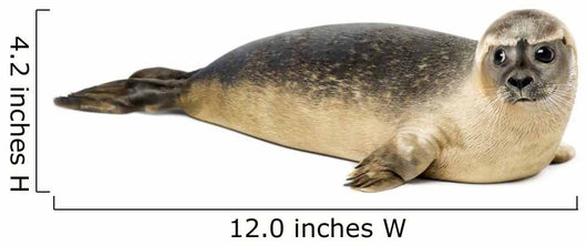 Common seal lying, Phoca vitulina, 8 months old, isolated 