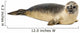 Common seal lying, Phoca vitulina, 8 months old, isolated 