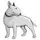 Bull Terrier Wall Mural