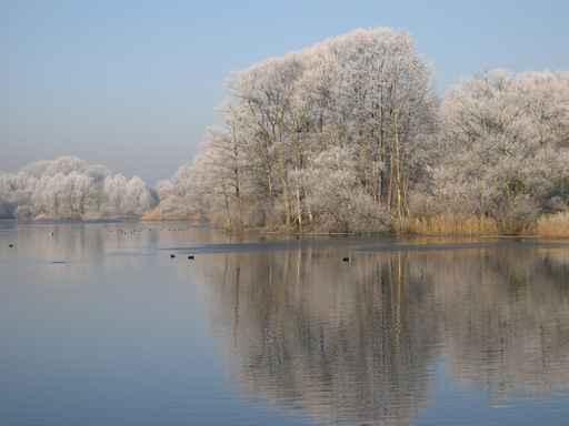 Winter Pond Wall Decal