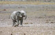 Elephant Wall Decal