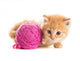 Playful Kitten Wall Decal