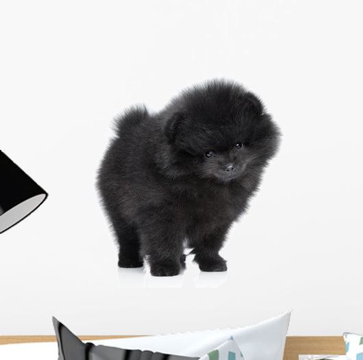 Pomeranian Spitz Puppy. Close-up Portrait 