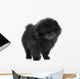 Pomeranian Spitz Puppy. Close-up Portrait 