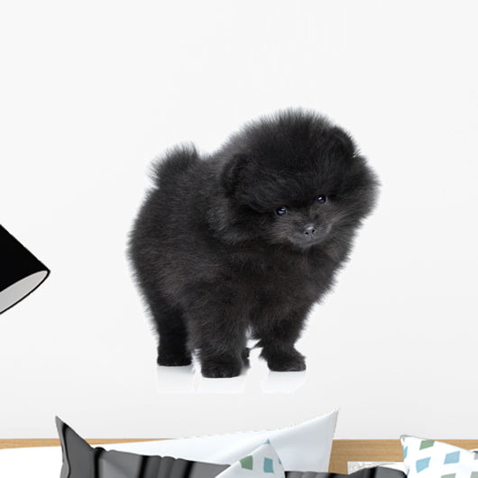 Pomeranian Spitz Puppy. Close-up Portrait 