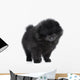 Pomeranian Spitz Puppy. Close-up Portrait 