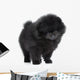 Pomeranian Spitz Puppy. Close-up Portrait 