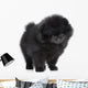 Pomeranian Spitz Puppy. Close-up Portrait 