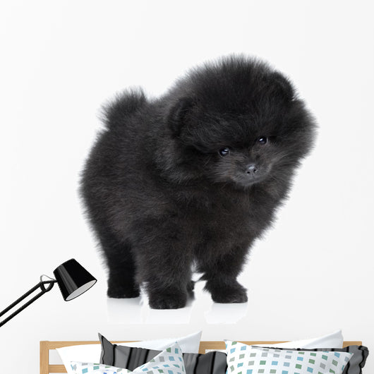 Pomeranian Spitz Puppy. Close-up Portrait 