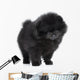 Pomeranian Spitz Puppy. Close-up Portrait 