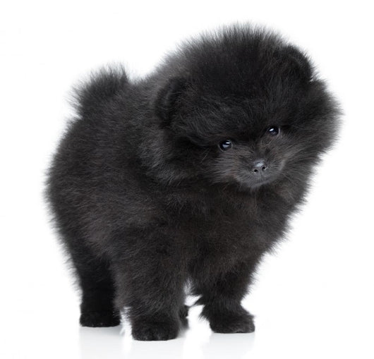 Pomeranian Spitz Puppy. Close-up Portrait 