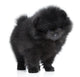 Pomeranian Spitz Puppy. Close-up Portrait 