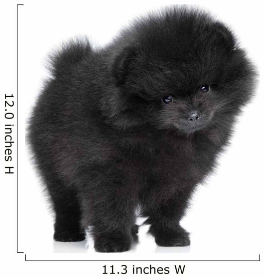 Pomeranian Spitz Puppy. Close-up Portrait 