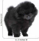 Pomeranian Spitz Puppy. Close-up Portrait 