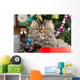 Persian Kitten Sitting Red Wall Decal