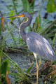 HERON Wall Mural