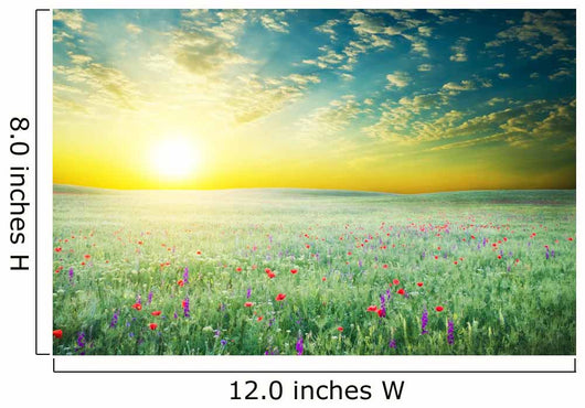 Spring Meadow of Violet Flower 