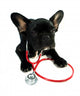 Dog and Stethoscope Wall Decal Design 1