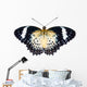 Female of Leopard lacewing butterfly on white background Wall Mural