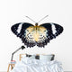 Female of Leopard lacewing butterfly on white background Wall Mural