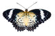 Female of Leopard lacewing butterfly on white background Wall Mural