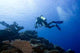Diver with Camera Deep Wall Decal