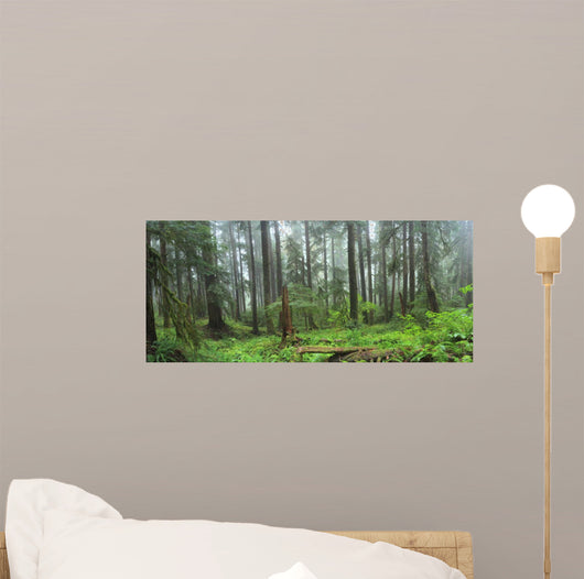 Hoh Rain Forest in Olympic National Park Washington 