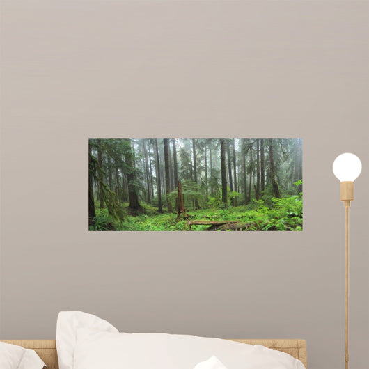 Hoh Rain Forest in Olympic National Park Washington 