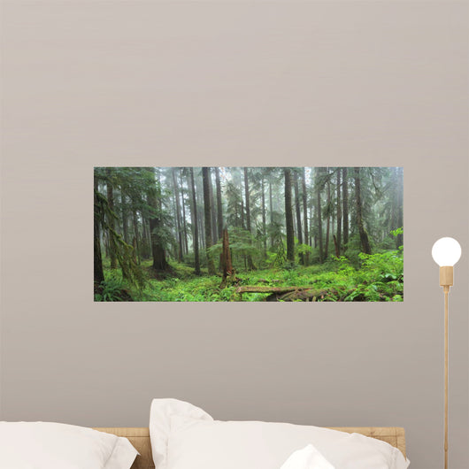 Hoh Rain Forest in Olympic National Park Washington 