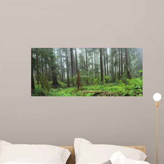 Hoh Rain Forest in Olympic National Park Washington 