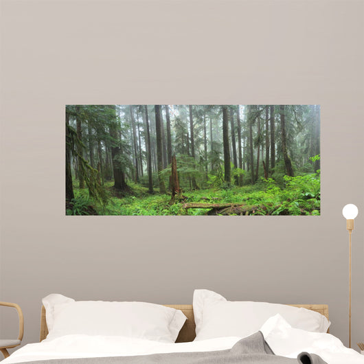 Hoh Rain Forest in Olympic National Park Washington 