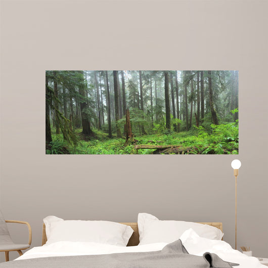 Hoh Rain Forest in Olympic National Park Washington 