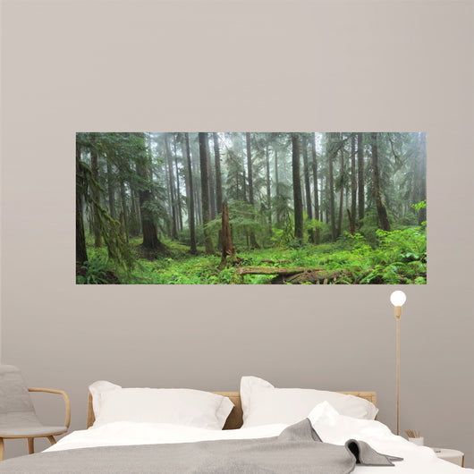 Hoh Rain Forest in Olympic National Park Washington 