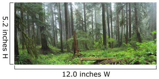 Hoh Rain Forest in Olympic National Park Washington 