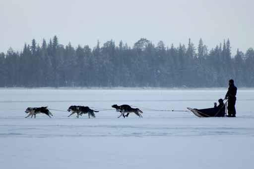 Husky Ride Wall Decal