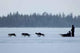 Husky Ride Wall Decal