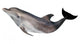 dolphin illustration isolated on white Wall Mural