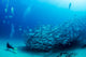 Trevally Baitball 