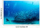 Trevally Baitball 
