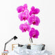 Orchid radiant flower Wall Decal