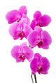 Orchid radiant flower Wall Decal